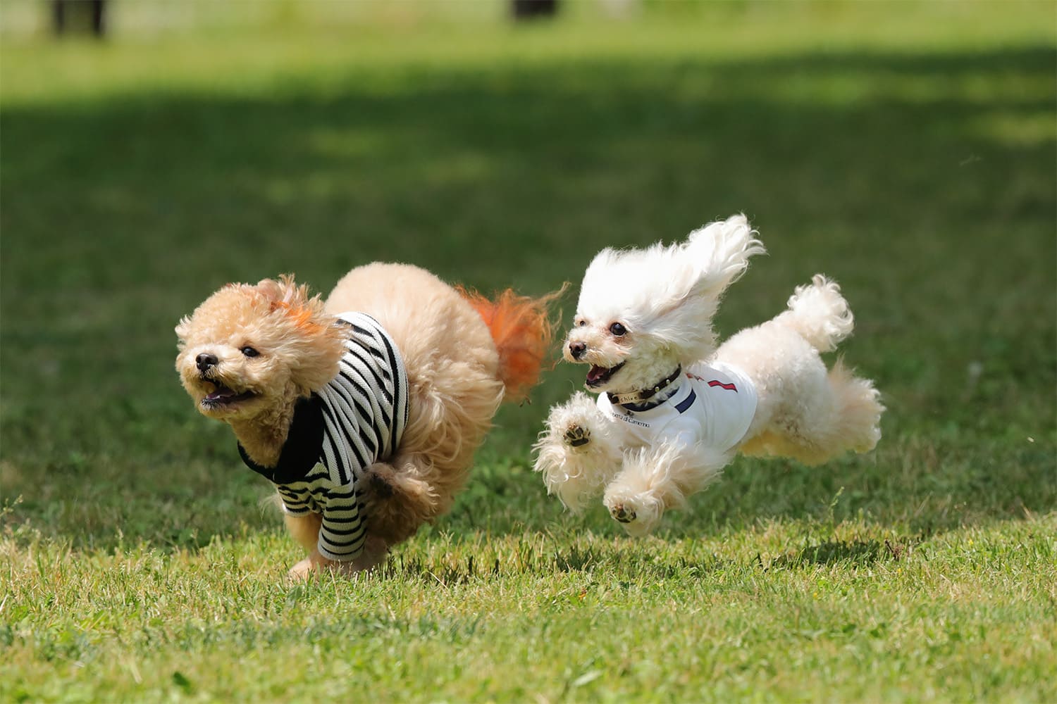 プライベートガーデンを走る愛犬たち